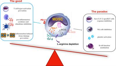 Myeloid-Derived Suppressor Cells in COVID-19: The Paradox of Good